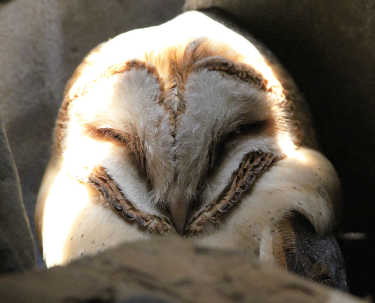 Sáráné Veres Klára