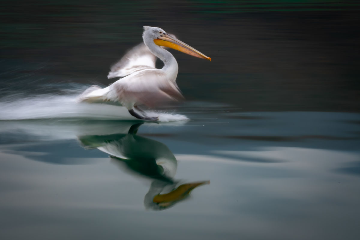 Varró Brigitta Barbara