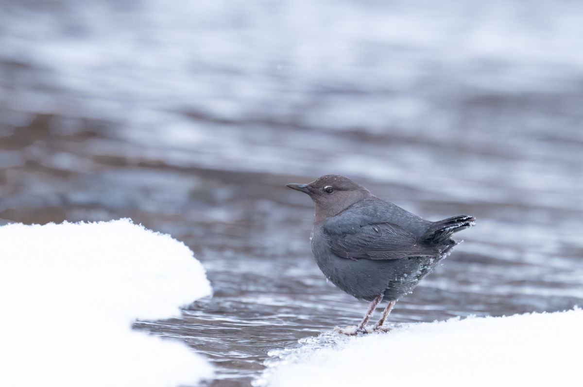 Agócs Fruzsina Júlia