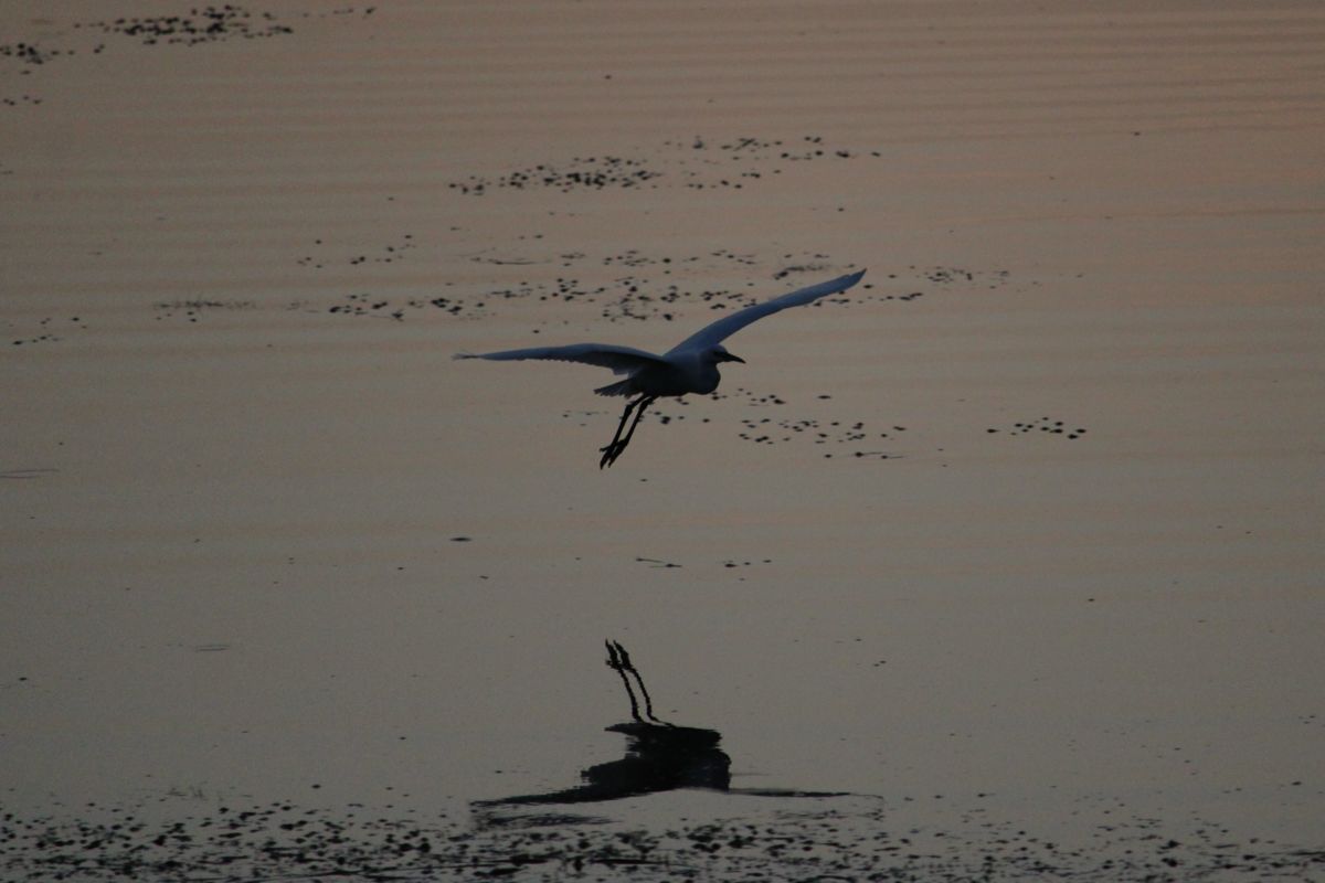 Seres Ádám Zoltán