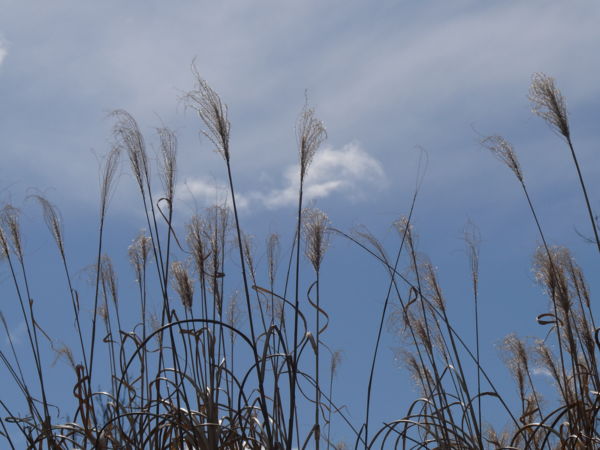 Pampafü traccsparti