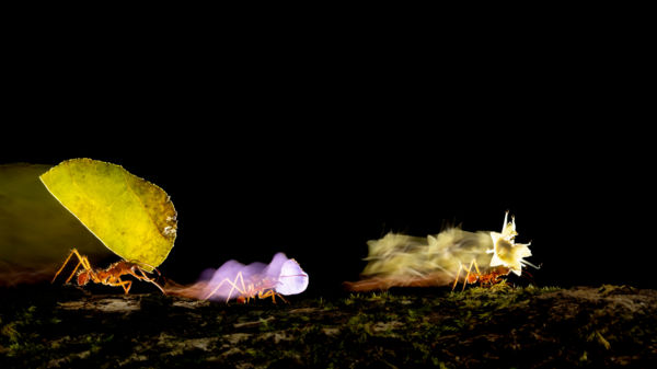 Rakomány megvan, húzzuk a csíkot!