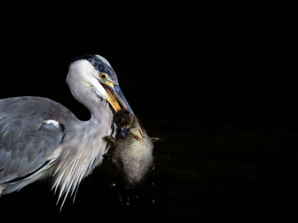 Egyenlőtlen küzdelem