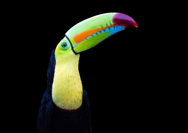 A Természet Ecsetvonása