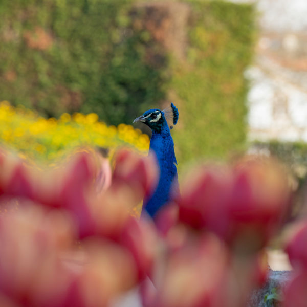 Páva a tulipántengerben