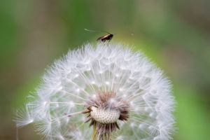 King of the dandelion castle King of the dandelion castle