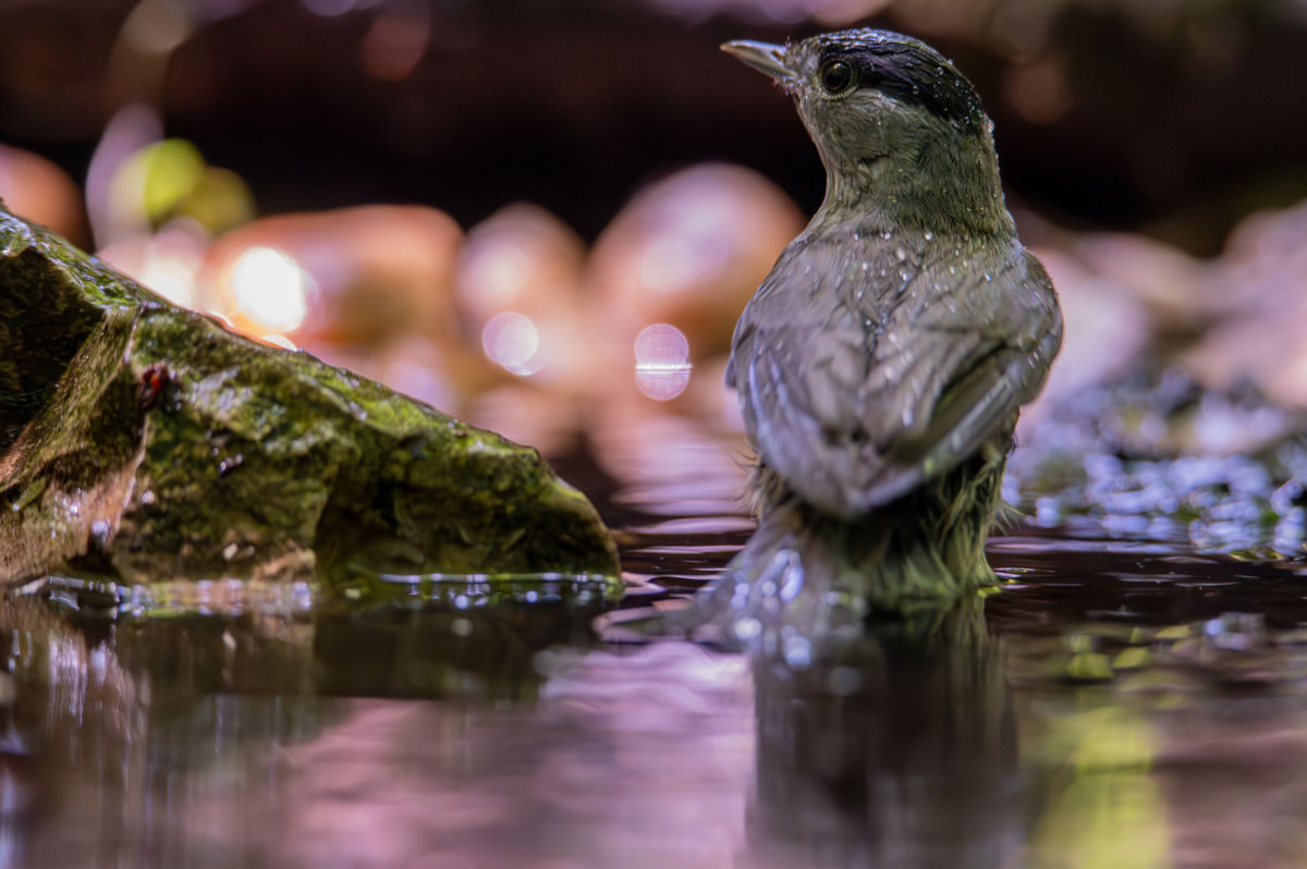 Schneider-Kiss Alexandra