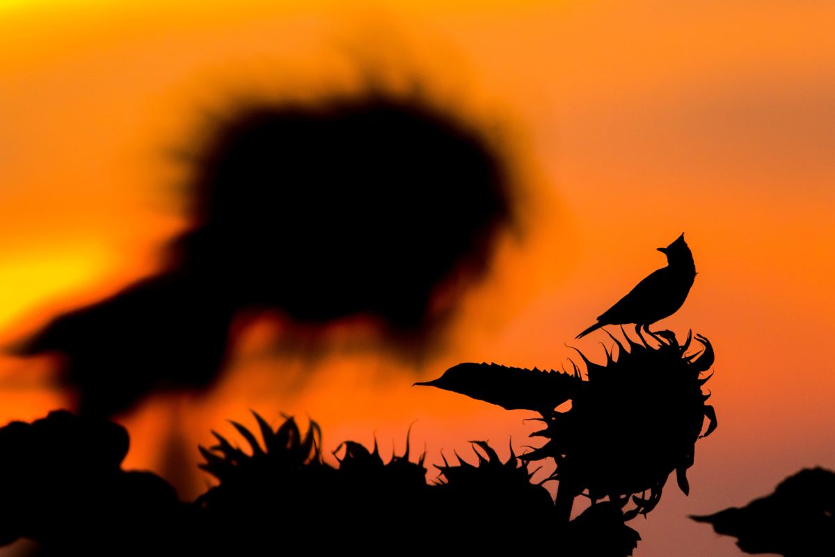 Koncz-Bisztricz Tamás