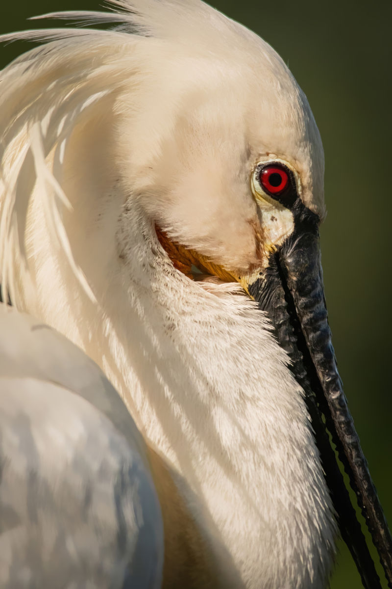Varró Brigitta Barbara