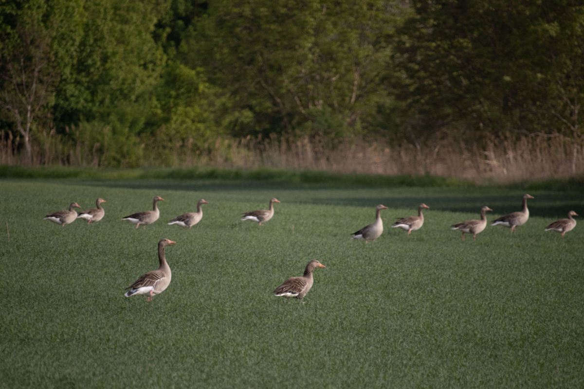 Szekérné Dr Bók Anikó