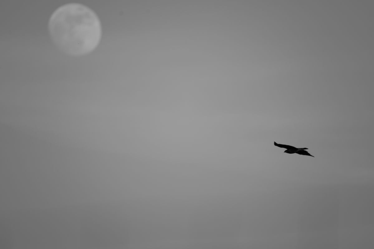 Keviczky-Tóth Boldizsár