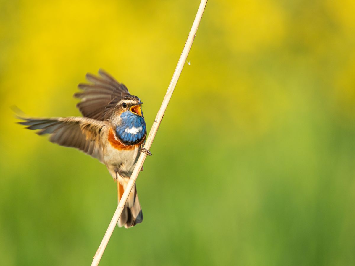 Koncz-Bisztricz Tamás