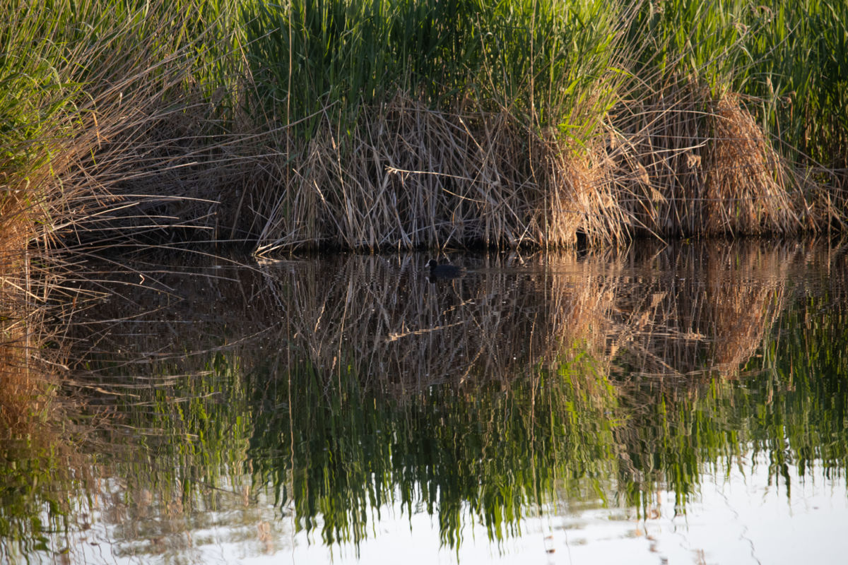 Szekérné Dr Bók Anikó