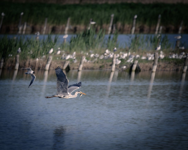 Zsákmánnyal a levegőben