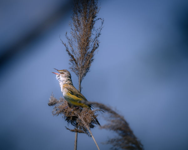 Dallam a nádas fölött