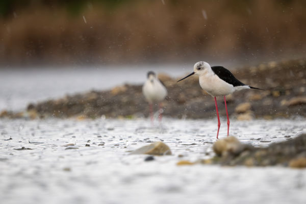 Gólyatöcs szakadó esőben