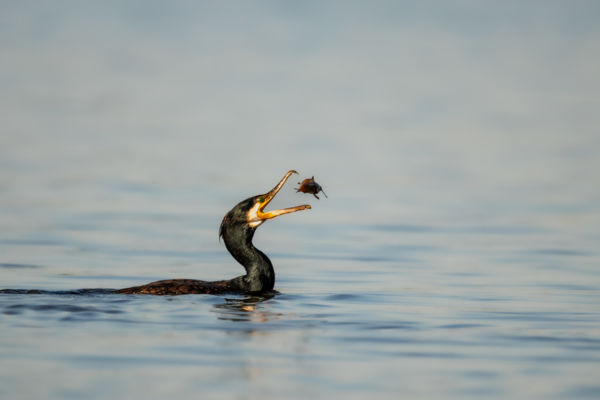 Törpeharcsa gyérítés