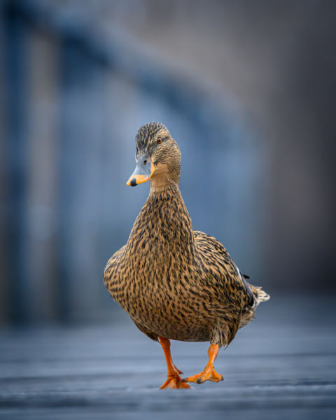 Lépésről lépésre