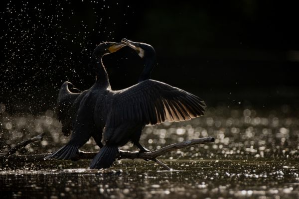 Kormoránok tánca