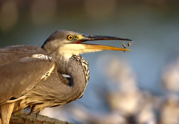 Kettőt egy csapásra