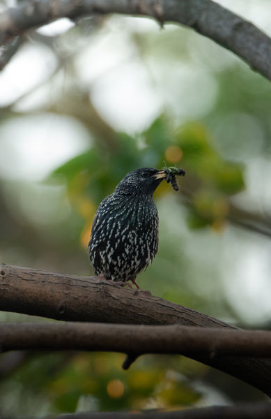 Háromfogásos  vacsora