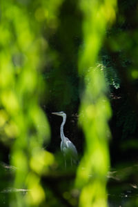 Függöny mögött Függöny mögött