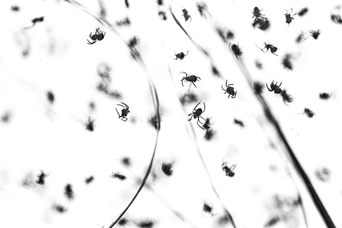 Darányiné Bakos Éva