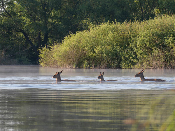 Kis-balaton átúszás