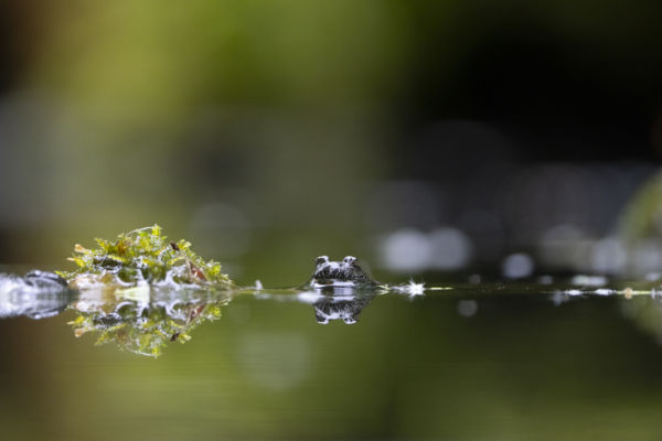 A víztükör apró őre