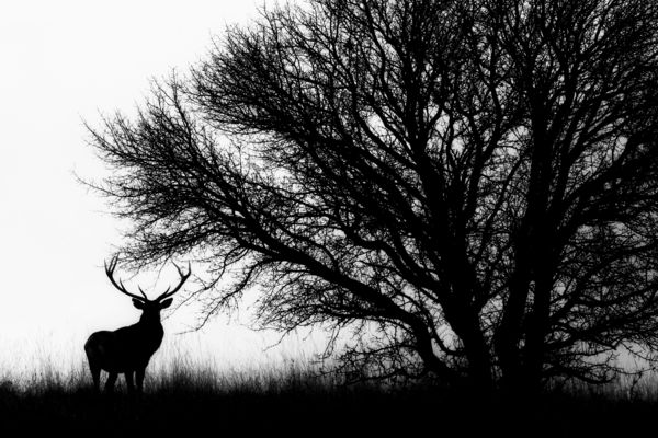 Rege a csodaszarvasról 