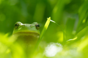 Levéli a fűben Levéli a fűben