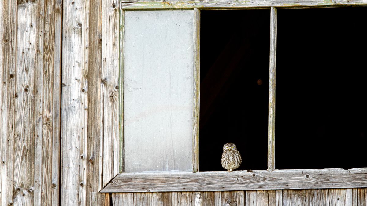 Koncz-Bisztricz Tamás