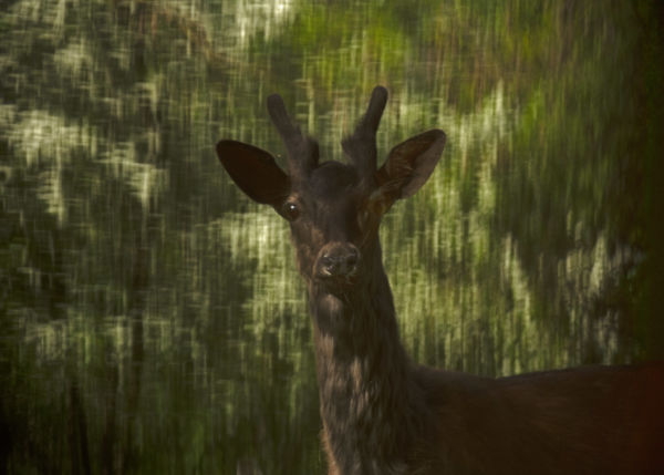 Paint'deer