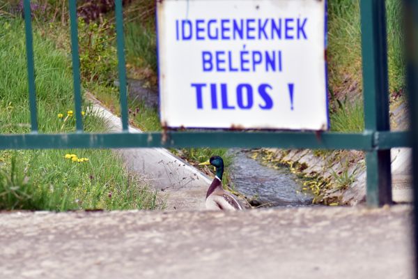Idegeneknek belépni tilos!