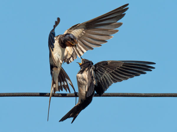 Szülői gondviselés