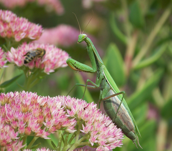 Mit keresel a kertemben?