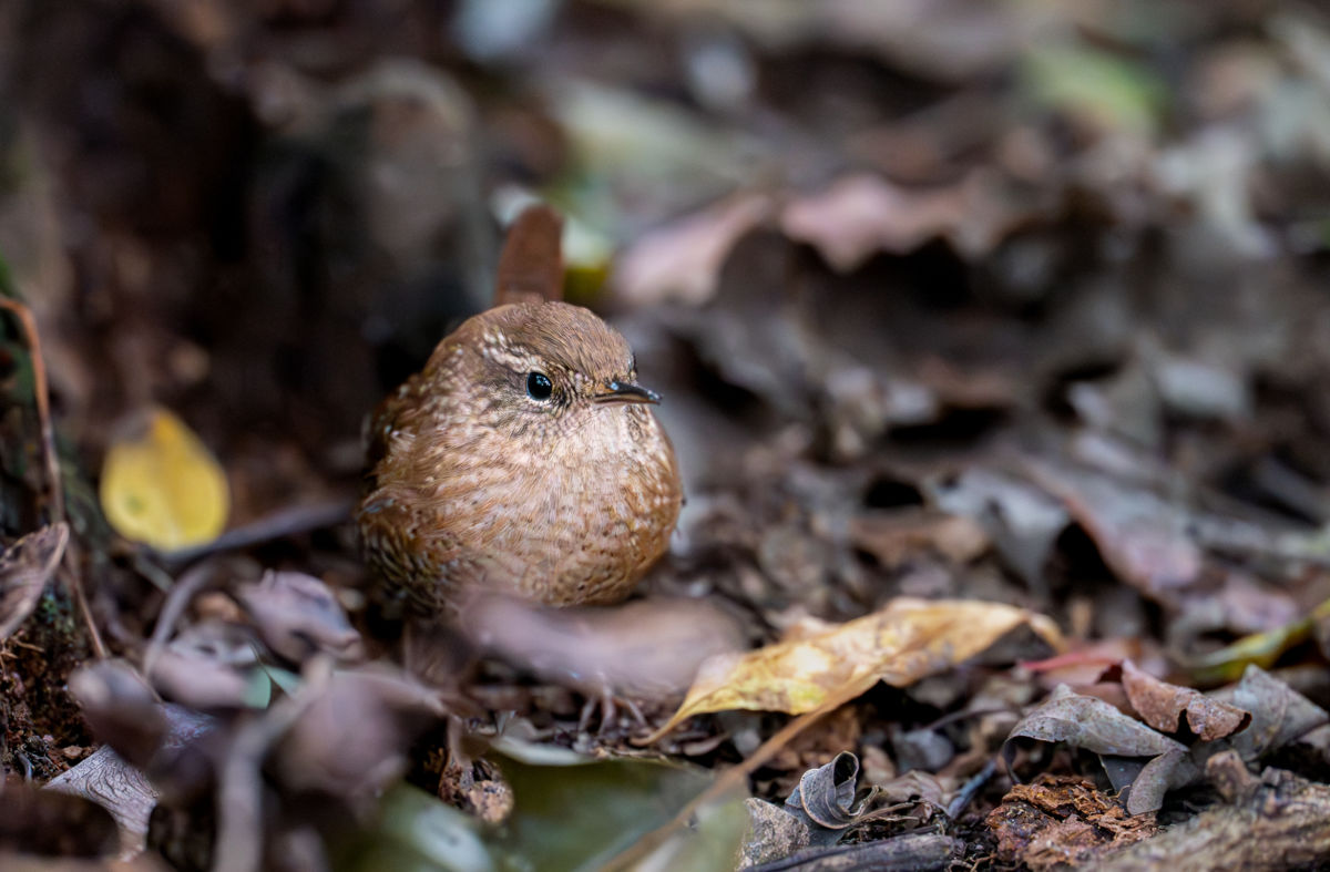 Agócs Fruzsina Júlia