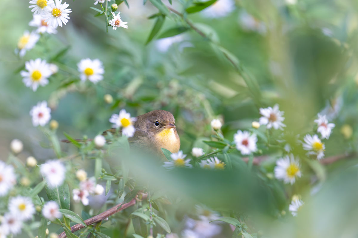 Agócs Fruzsina Júlia