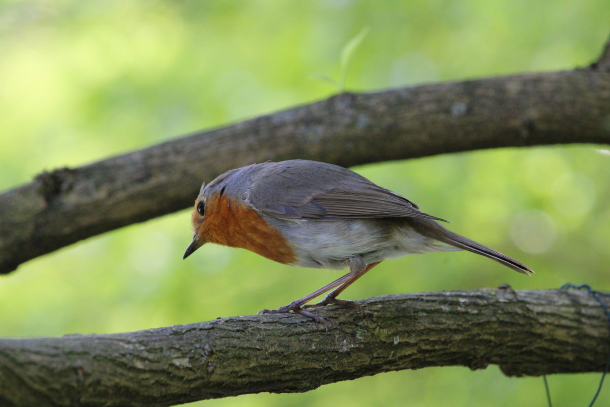 Seres Ádám Zoltán