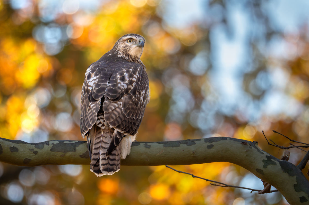 Agócs Fruzsina Júlia