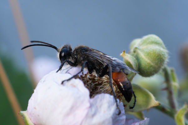 Portré egy darázsról