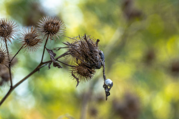 Halálban születek, születve meghalok