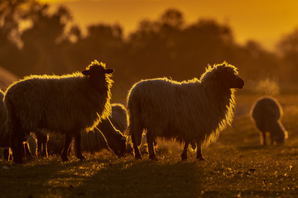 Aranypercek a legelőn