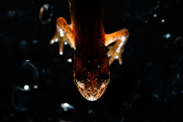 Fény-árnyék hatás