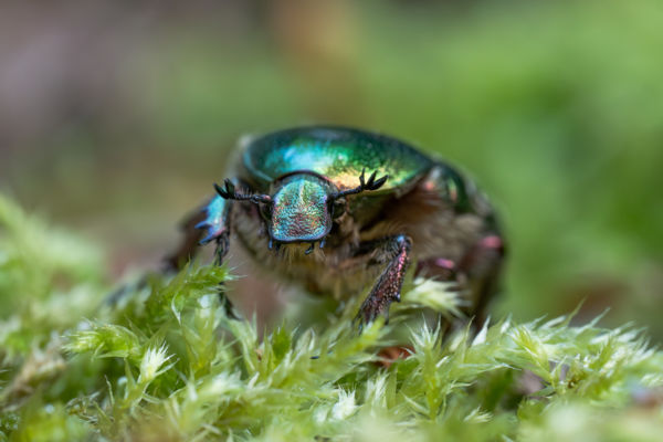 Tell me, am i pretty?