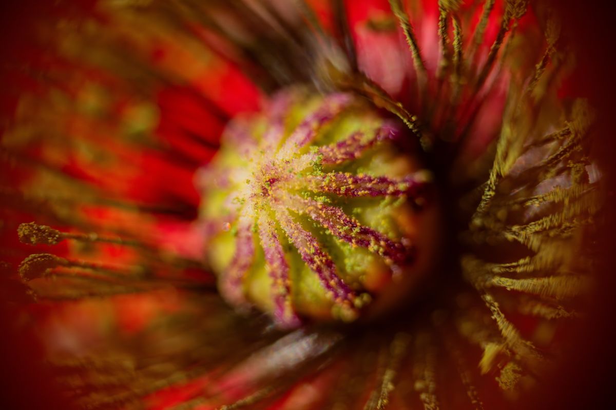 Varró Brigitta Barbara