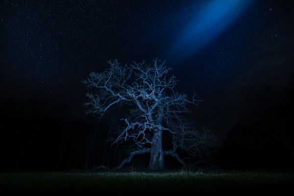 A fa utolsó lehellete