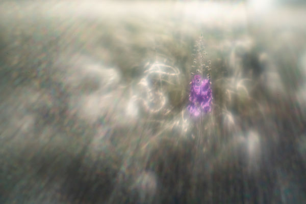 Magányos tünemény