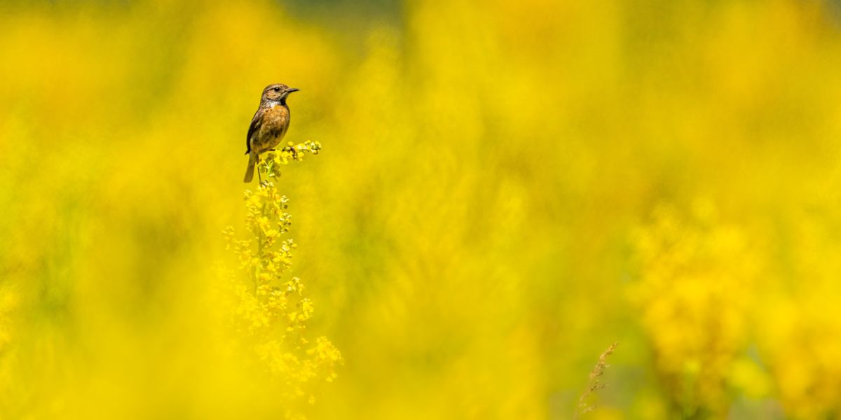 Koncz-Bisztricz Tamás