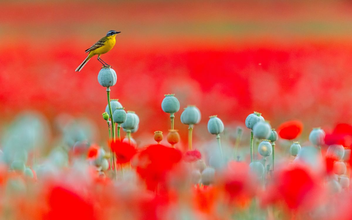 Koncz-Bisztricz Tamás